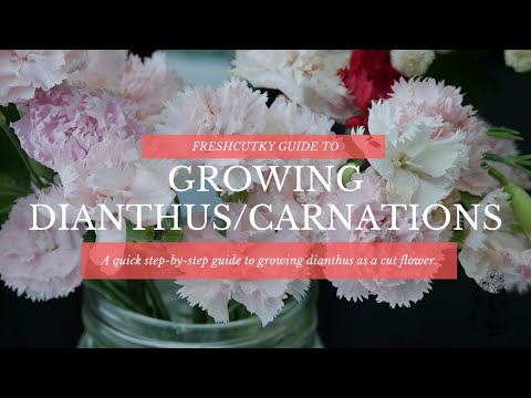 فيديو: ما هو الخطأ في dianthus الخاص بي؟