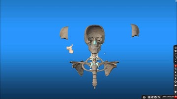 Cyber Anatomy Basic Tools Tutorial Part: 3