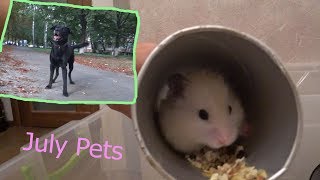 ВЕЧЕР с моими ПИТОМЦАМИ/Evening with PETS