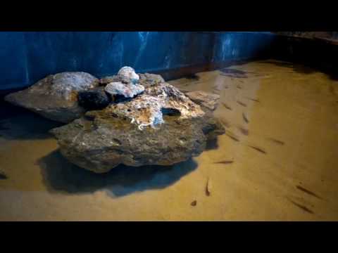The Lost Chambers Aquarium – Atlantis Dubai