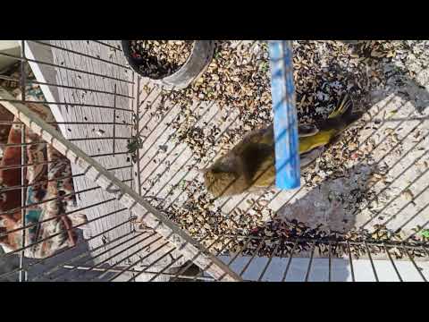 صوت طائر الخضر في القفص ماشاءالله