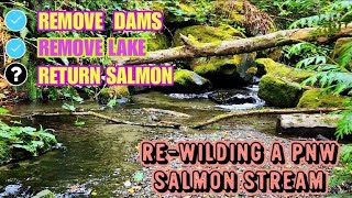 Return to Nature: Removing Dams, Removing A Lake & Hopefully Returning Salmon Runs to A PNW River.