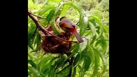 KEHIDUPAN KELUARGA BURUNG PANCAWARNA DI ALAM LIAR, SUNGGUH LUAR BIASA YA! SAYANG VIDEO PUNYA ORANG