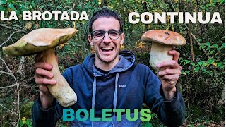 ✅ BOLETUS en Galicia🍄La BROTADA CONTINUA🍄