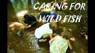 Download Lagu WILD FISH NEED WILD TANKS MP3