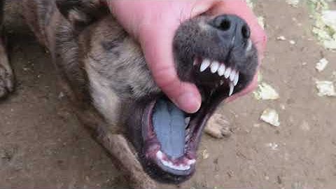 Chó săn Cộc Đuôi của bản người H