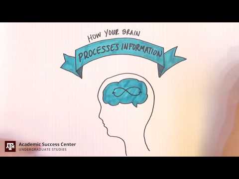 How Your Brain Processes Information