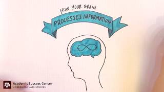 How Your Brain Processes Information