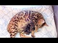 Bengal Cat giving birth to 4 kittens - First Time Giving Birth!