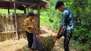 Abandoned boys and girls, Picking up sugar cane to sell for a living, Cleaning around the house