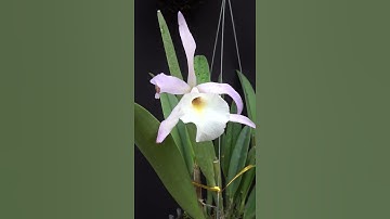 LAN BRASSAVOLA  CHÀO NGÀY MỚI - CHÚC CẢ NHÀ VUI VẺ AN LÀNH VÀ HẠNH PHÚC .