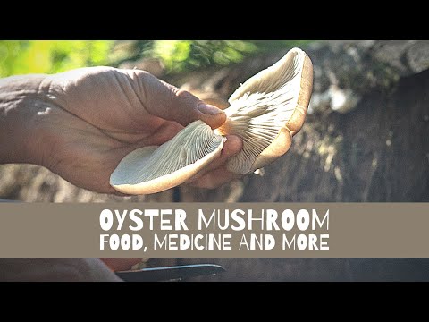 Video: Nutritional And Healing Properties Of Oyster Mushrooms