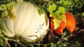 Marana Pumpkin Patch video