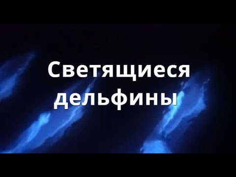 Светящиеся дельфины в калифорнии