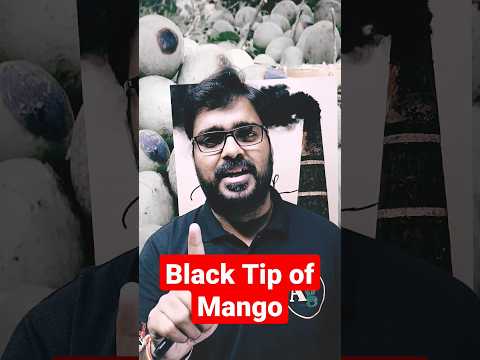 Black Tip Of Mango | Bricks Klins #agrishorts #blacktip