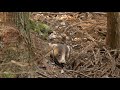 丘の上のアナグマハウス Vol.4