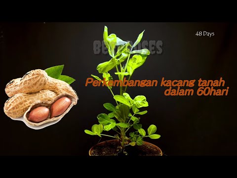 Video: Bagaimana kacang Bunya tumbuh?