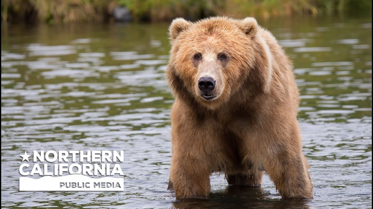 Bay Area Bountiful: People & Wildlife