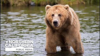 Bay Area Bountiful: People & Wildlife