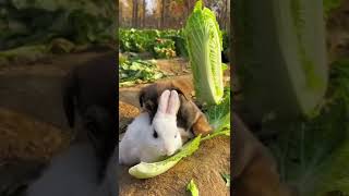I love you so much . A beautiful moment #271 - #shorts