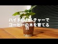 【観葉植物】ハイドロカルチャーでコーヒーの木を育てる / How To Convert Plant To Hydroponic