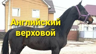 Кыргызстан ат базар ватсап группа ссылка 