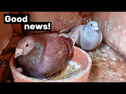 Video: Wanneer vlug duiwe?