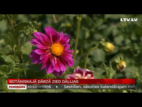 Video: Dārznieka Rudens Rūpes