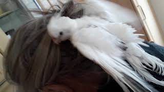 Calopsitte Se Séchant