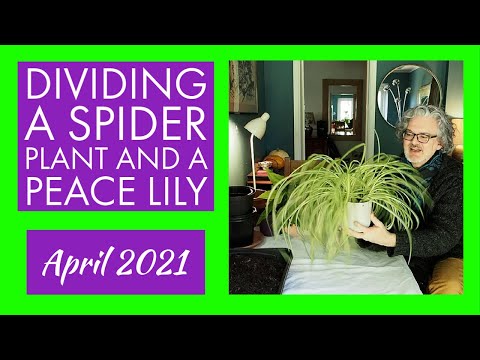 Dividing a Spider Plant and a Peace Lily - Lots of Free Houseplants!  April 2021