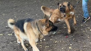 LEONBERGER WASNT HAVING IT WITH GERMAN SHEPHERD DOG!