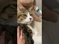 明日って今さ ミクってキジさ