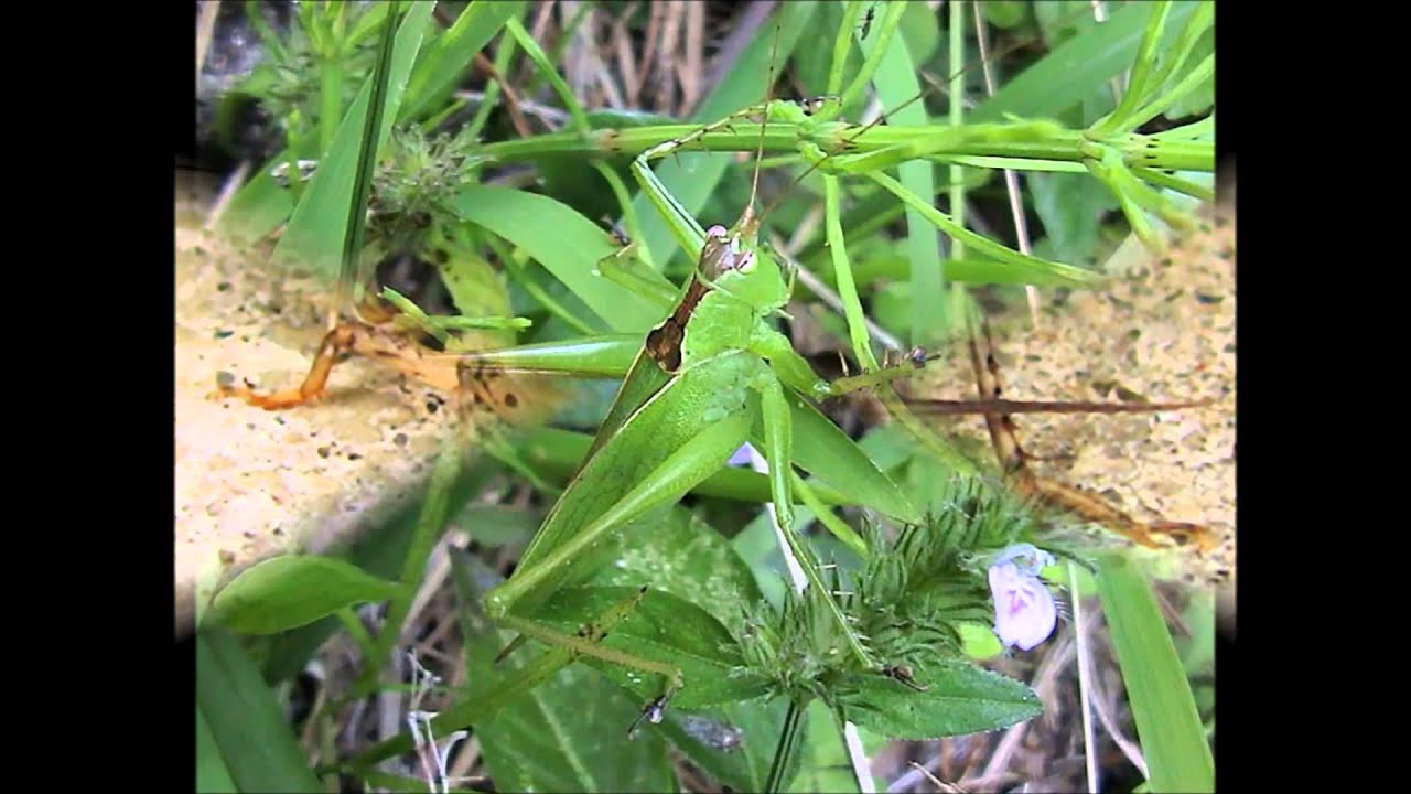 窓の燈の草にうつるや虫の声 自遊人くろさんの日記 趣味人倶楽部 しゅみーとくらぶ