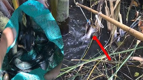 Câu cá lóc bằng vịt con, sau những cơn mưa lớn gặp toàn bầy cá bự và nhìu con 3 bầy