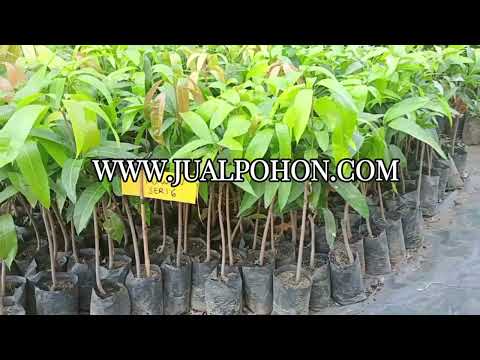 Segera Miliki Bibit Mangga Yuwen Seri 6 Berkualitas Tinggi!