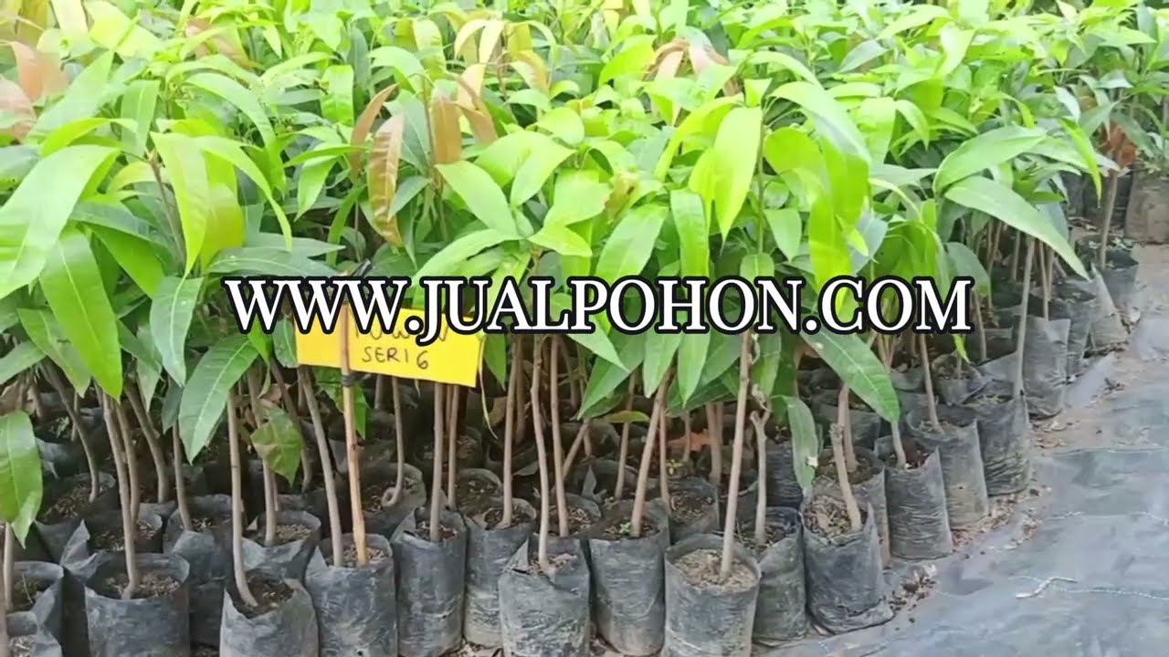 Segera Miliki Bibit Mangga Yuwen Seri 6 Berkualitas Tinggi!