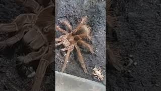 Tarantula Stirmi Vs Gryllus Assimilis