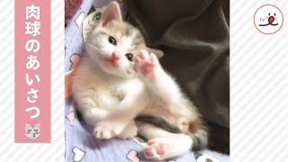 子猫ちゃんのかわいい肉球。見せてとお願いしたら…♡【PECO TV】