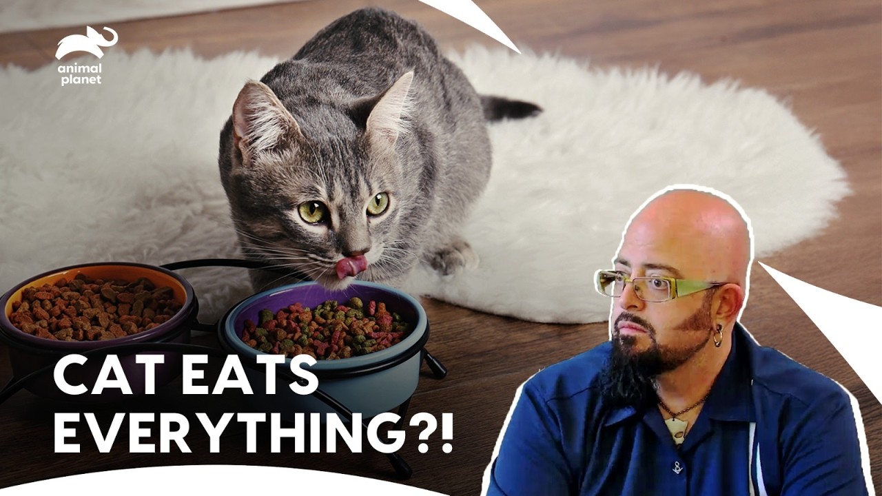 Cat is No.1 Stressor For This Couple in Relationship | My Cat From Hell S3 E5 E6 E7  | Animal Planet