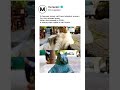 ▶️ This was Tombili, a street cat from Istanbul,
