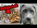 “Are Cats Smarter Than Dogs? (The Truth Revealed)”