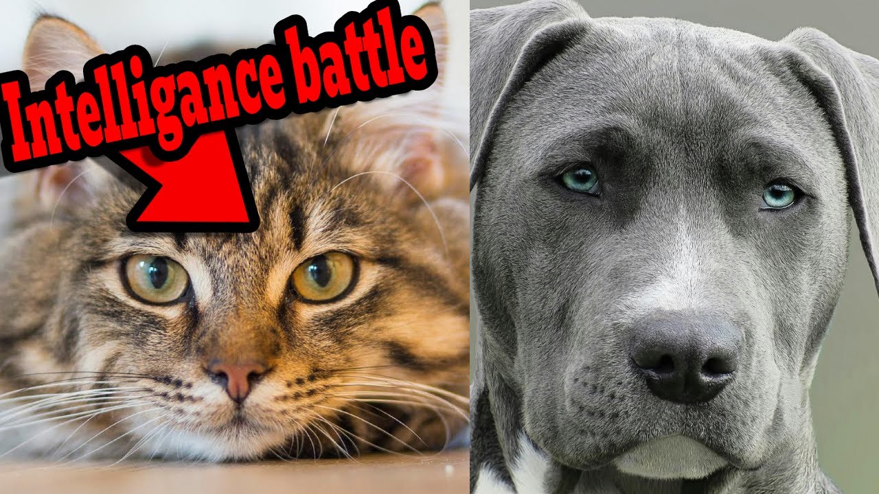 “Are Cats Smarter Than Dogs? (The Truth Revealed)”