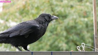 Wrona czarna:BLACK CROW.🐦🐦🐦 14