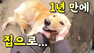 1년 전 잃어버린 개 찾았습니다#유기견#천사견