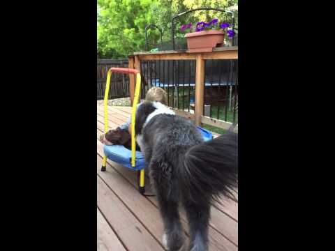 Bearded Collie Making Sure His Boy is OK