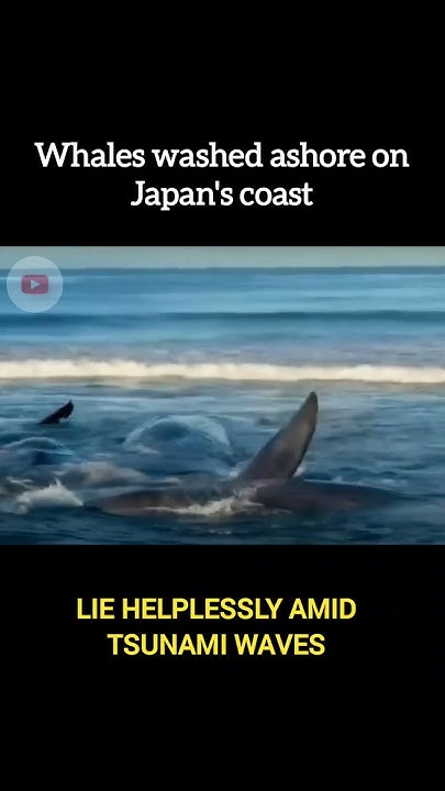 Tsunami youtube lied