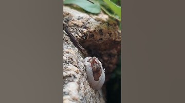 Thằn Lằn Đá Chào Đời#shorts