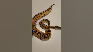 Enchi Pastel Ball Python