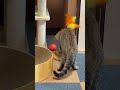 おもちゃに夢中な、こまり♀マンチカン🐈 #猫