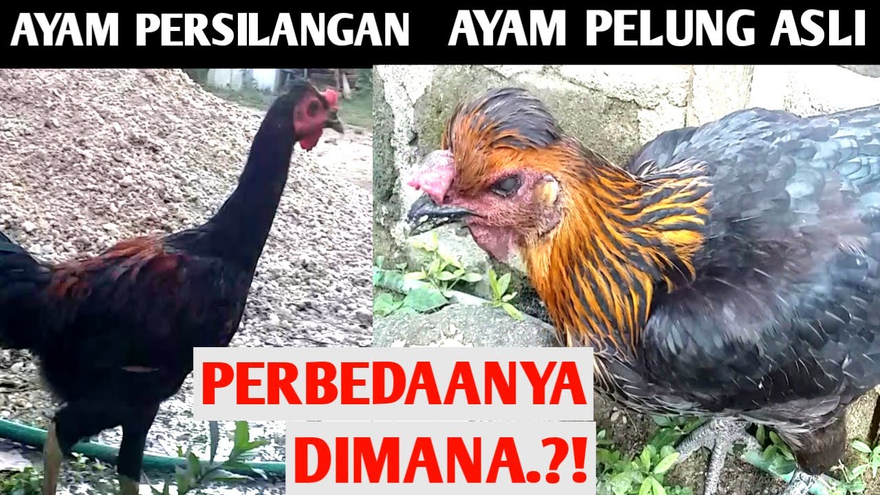 Ayam Pelung Persilangan | Ayam Kampung